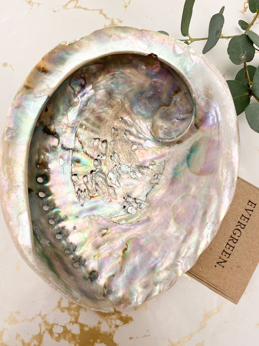 Beautiful Abalone Shell 4-5.5"