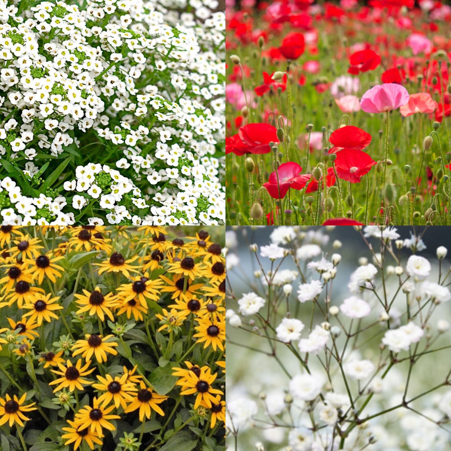 Bee-Friendly Wildflower Seed Heart - 100% Biodegradable Cotton Containing Sweet Alyssum, Poppy, Baby’s Breath and Rudbeckia Seed Mix