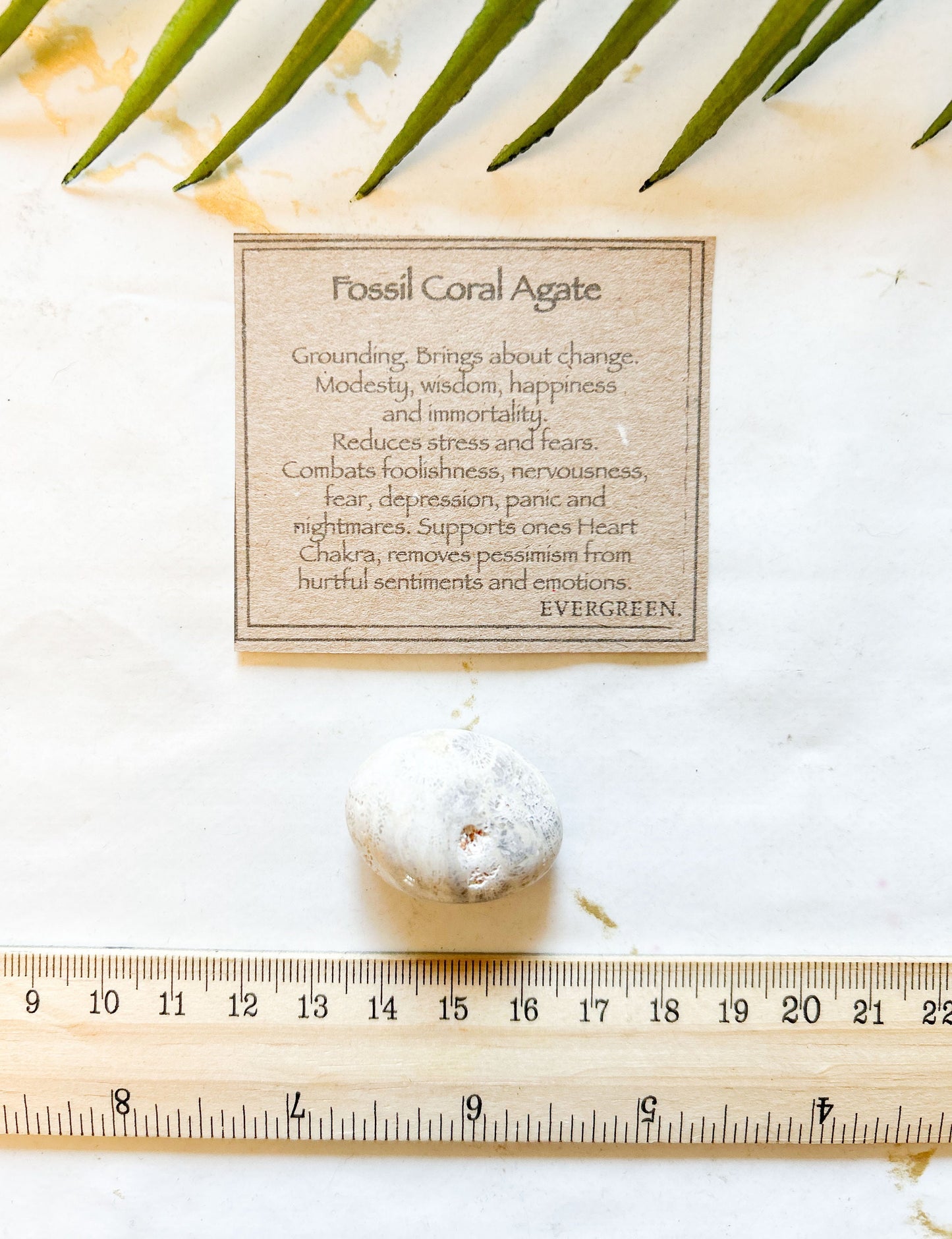 Fossil Coral Agate Crystal Tumbled Stone - Grounding, Change & Wisdom