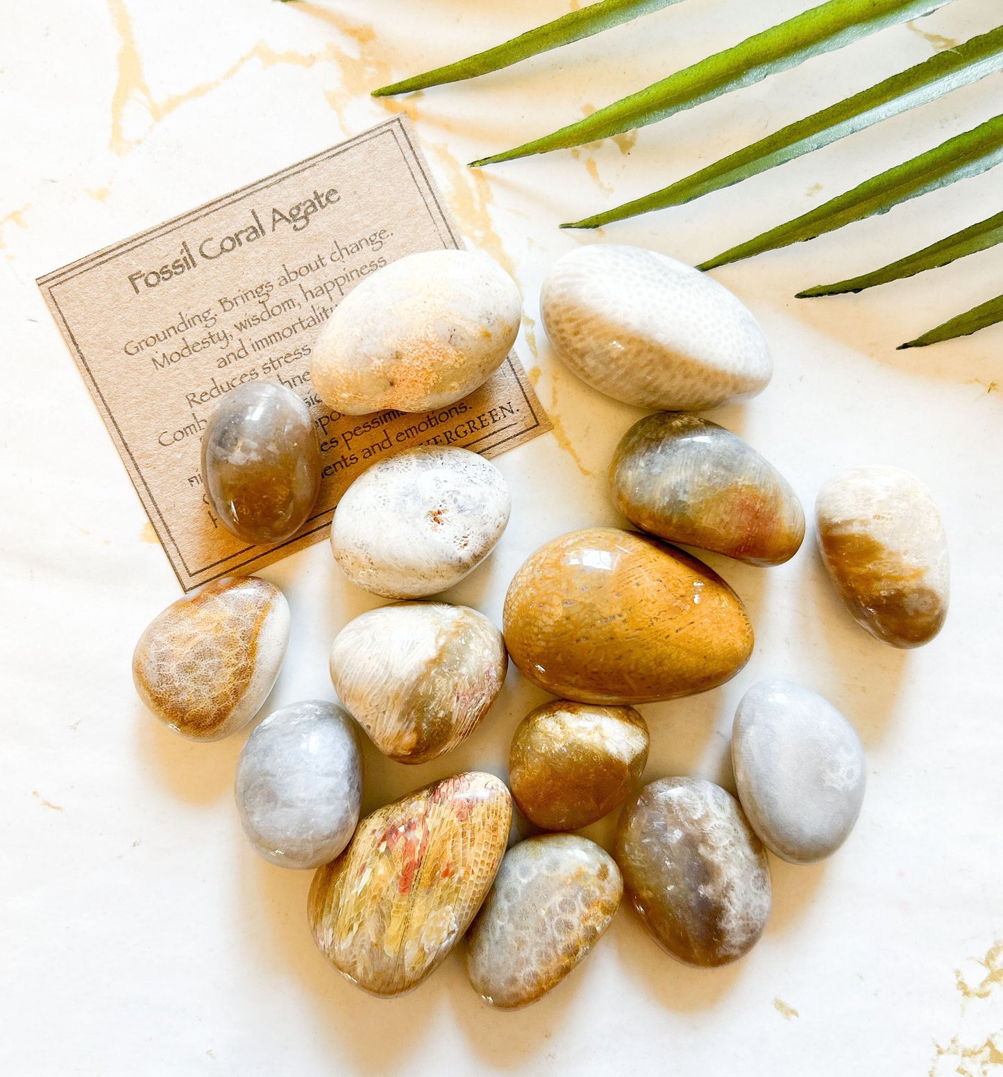 Fossil Coral Agate Crystal Tumbled Stone - Grounding, Change & Wisdom