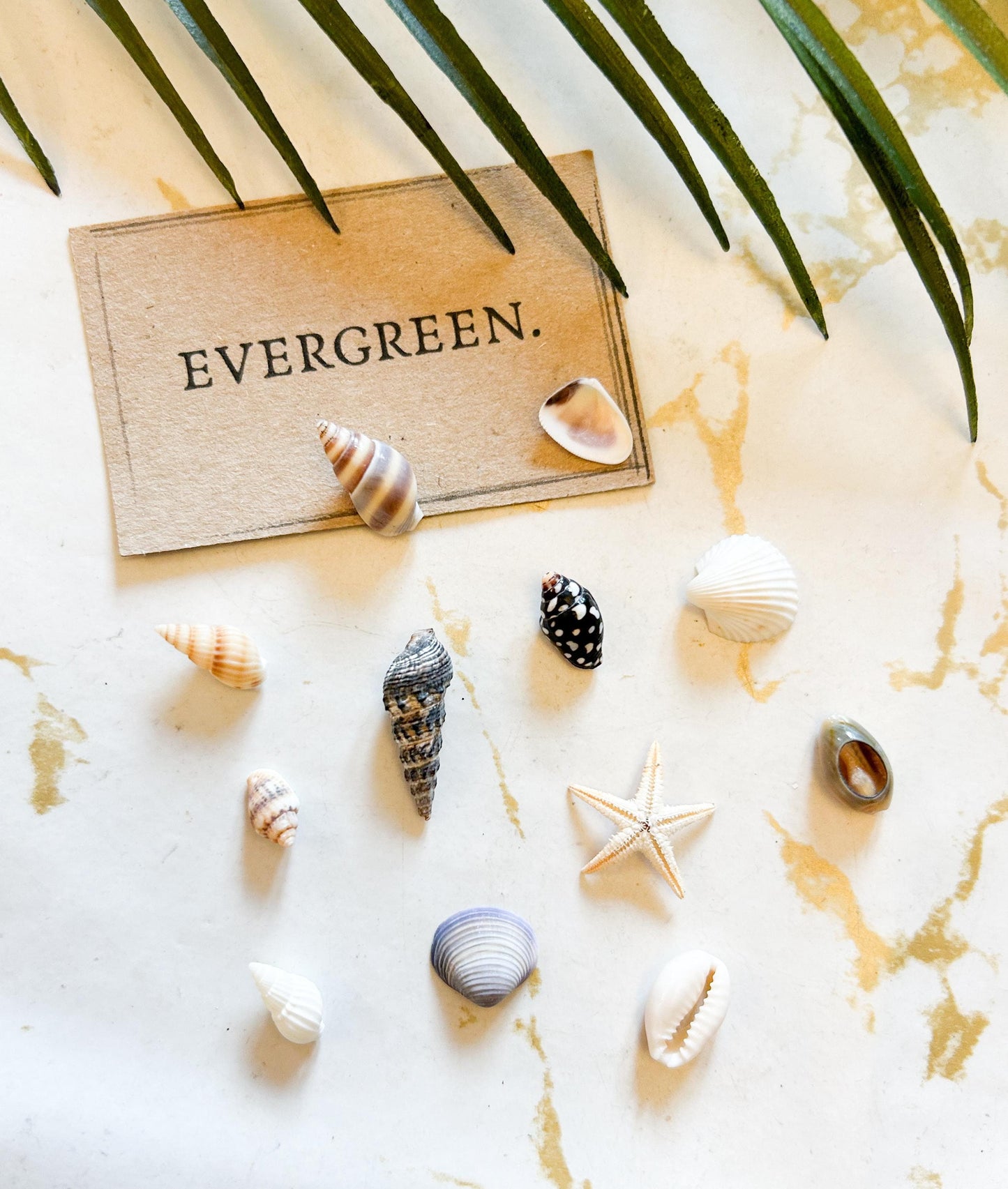 Natural Seashell / Shell - Beach, Ocean, Nature
