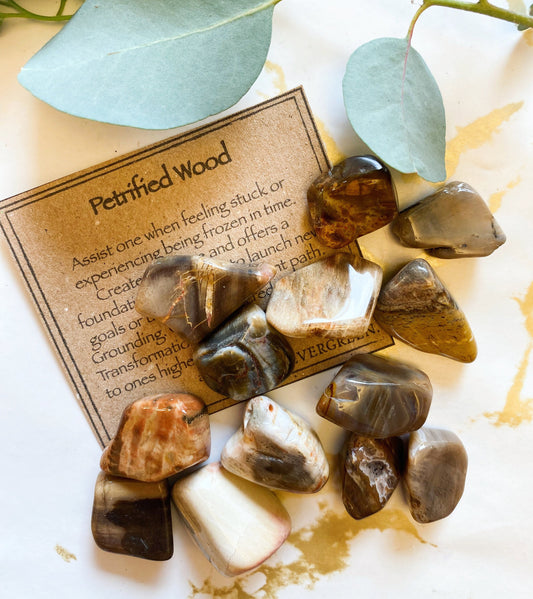 Petrified Wood Crystal Tumbled Stone - Balance, Transformation & Security