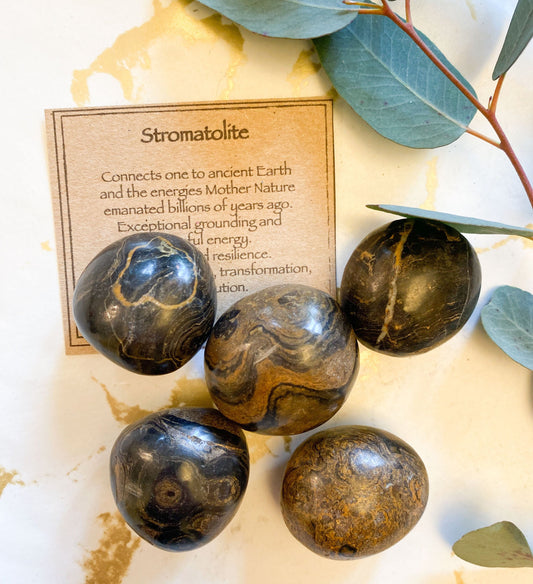 Stromatolite Crystal Tumbled Stone - Patience, Resilience & Transformation