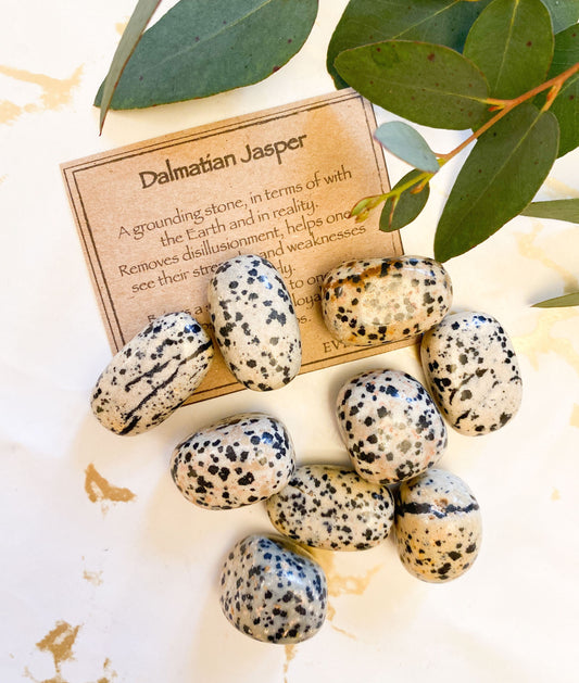 Dalmatian Jasper Crystal Tumbled Stone - Grounding, Fun & Loyalty