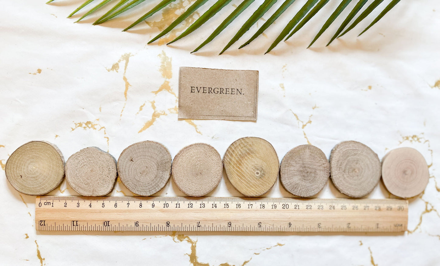 Natural Wood Slices / Log - Paint Your Own!