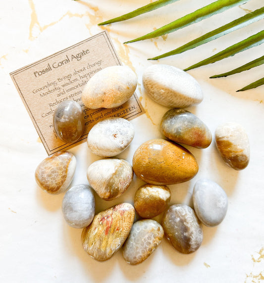 Fossil Coral Agate Crystal Tumbled Stone - Grounding, Change & Wisdom