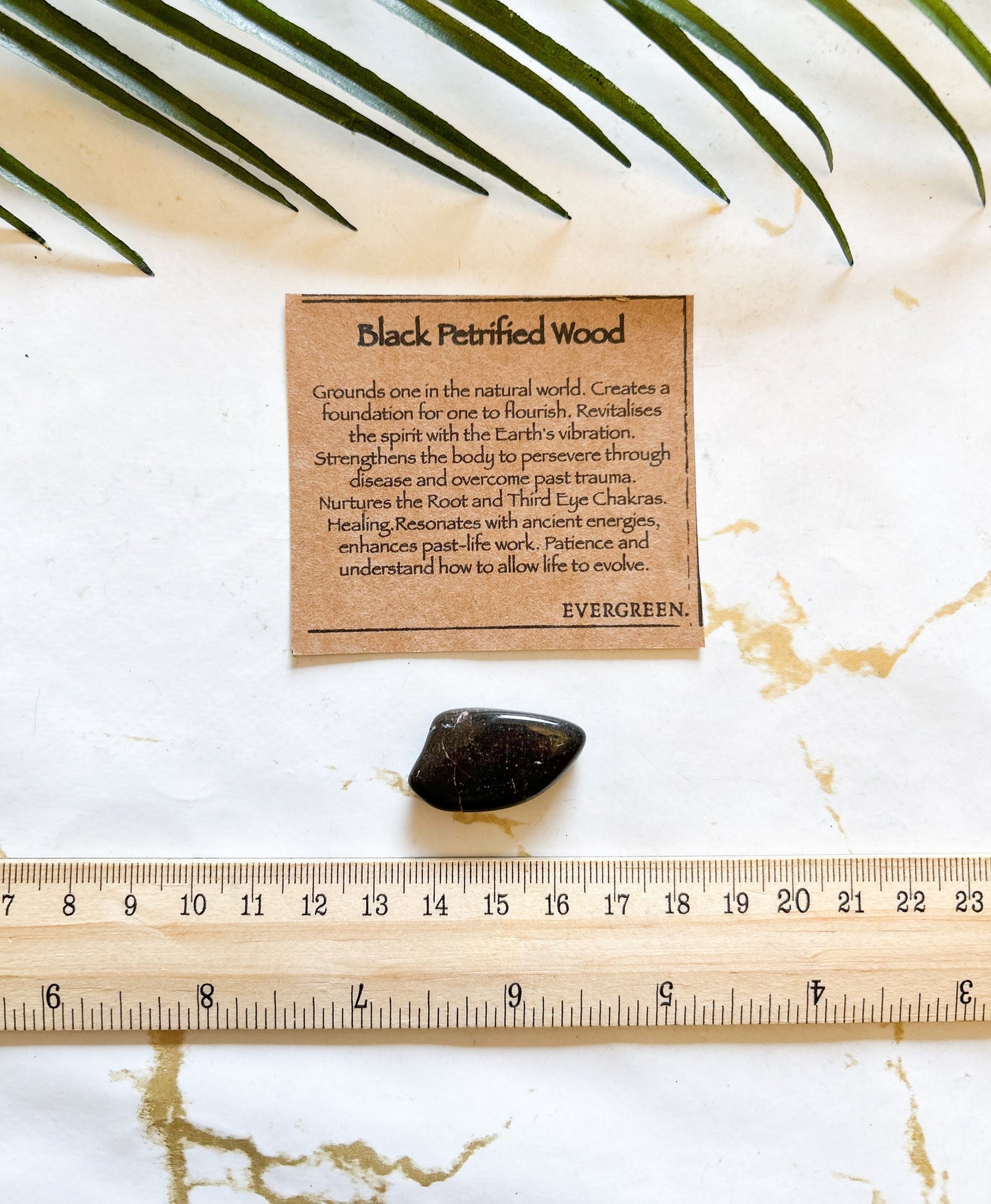 Black petrified Wood Crystal Tumbled Stone - Grounding, Strength & Patience